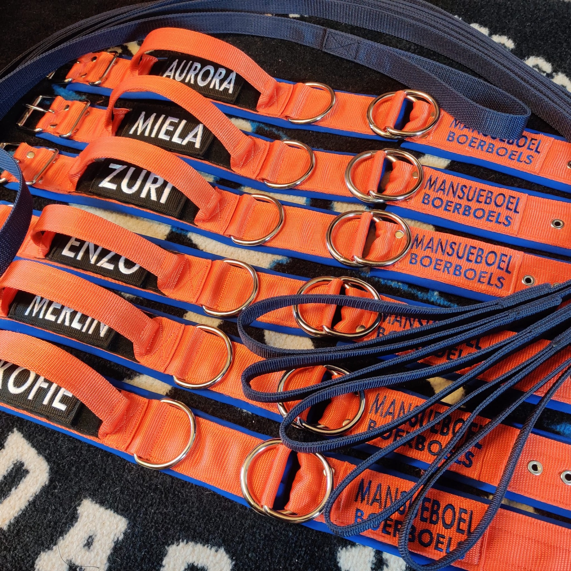Custom made collars and leashes for Mansueboel puppies.